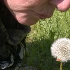 Die Pusteblume