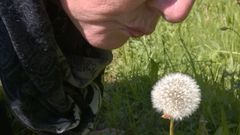 Die Pusteblume