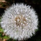 ....die Pusteblume....