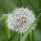 Die Pusteblume 