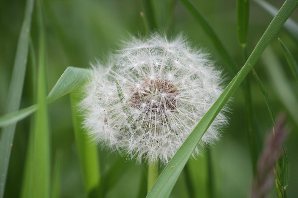 Die Pusteblume 