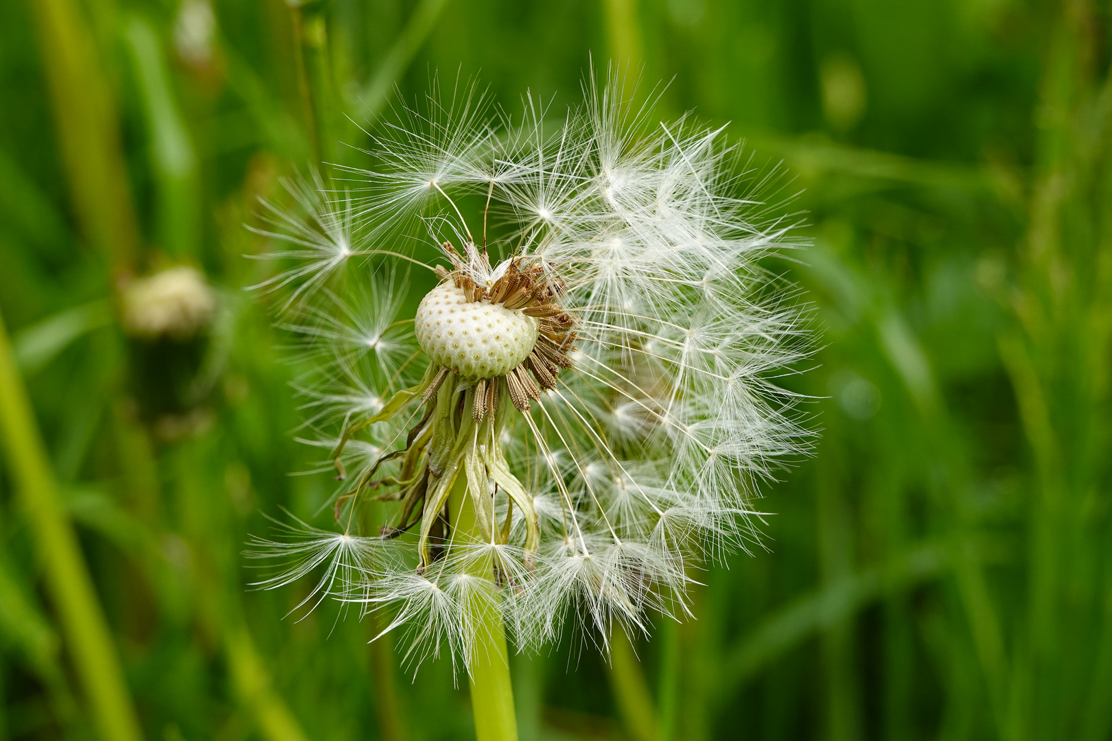 Die Pusteblume