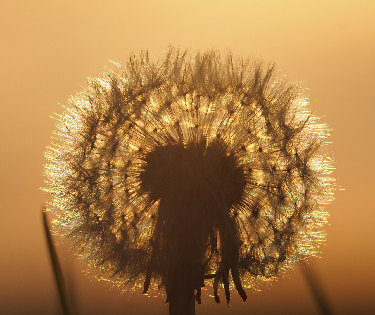 Die Pusteblume