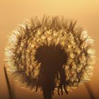 Die Pusteblume