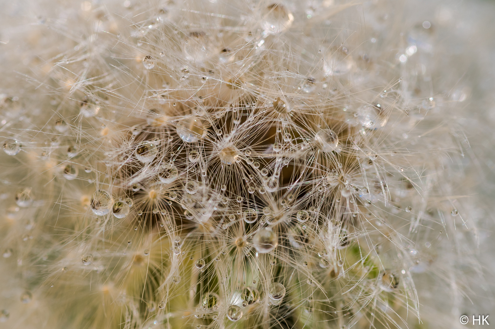 Die Pusteblume