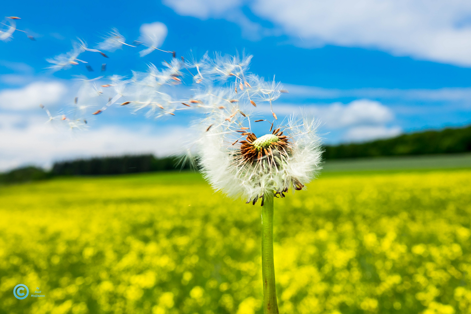 Die Pusteblume Foto & Bild frühling, himmel, natur Bilder auf