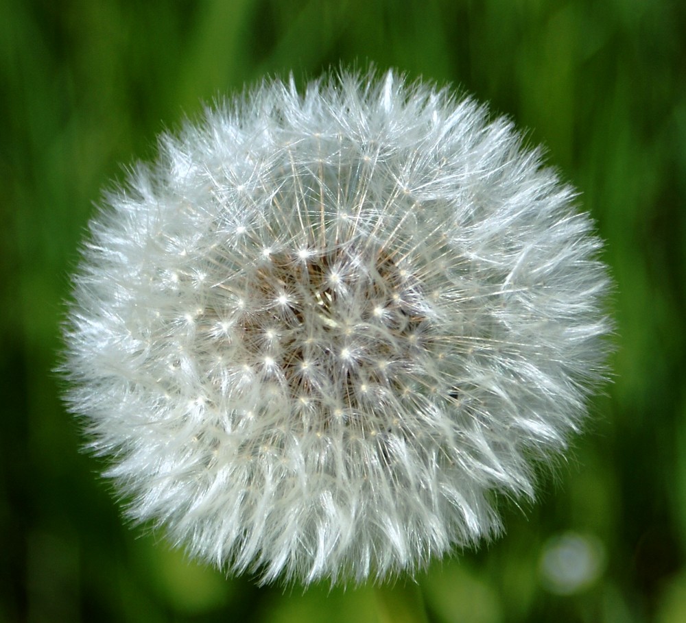 die pusteblume