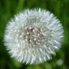 die pusteblume