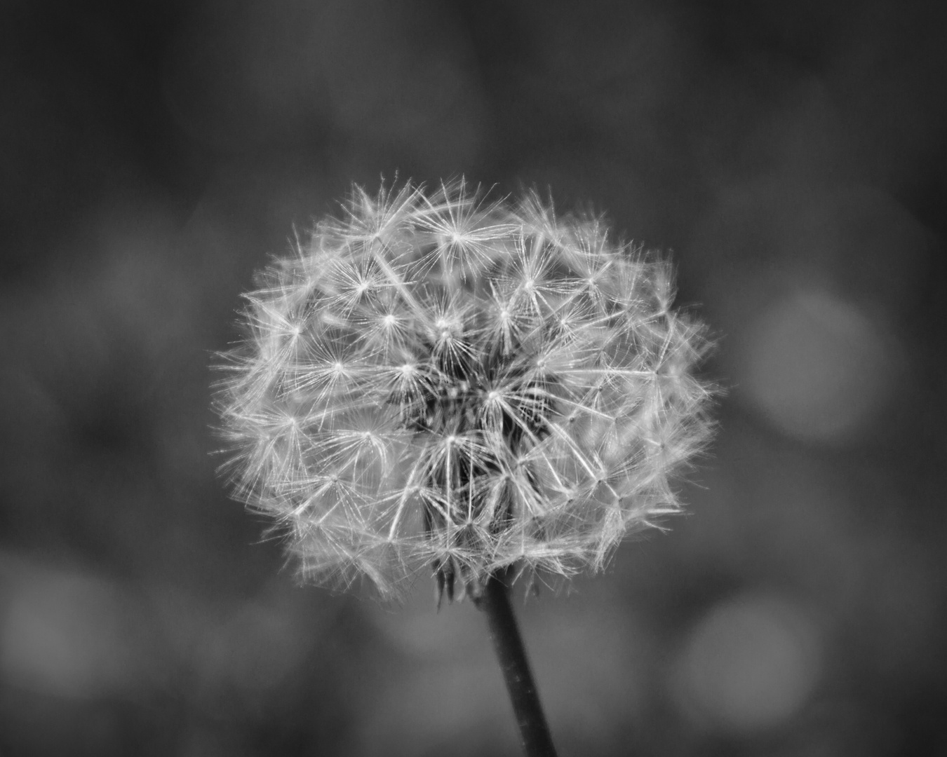 Die Pusteblume