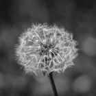 Die Pusteblume