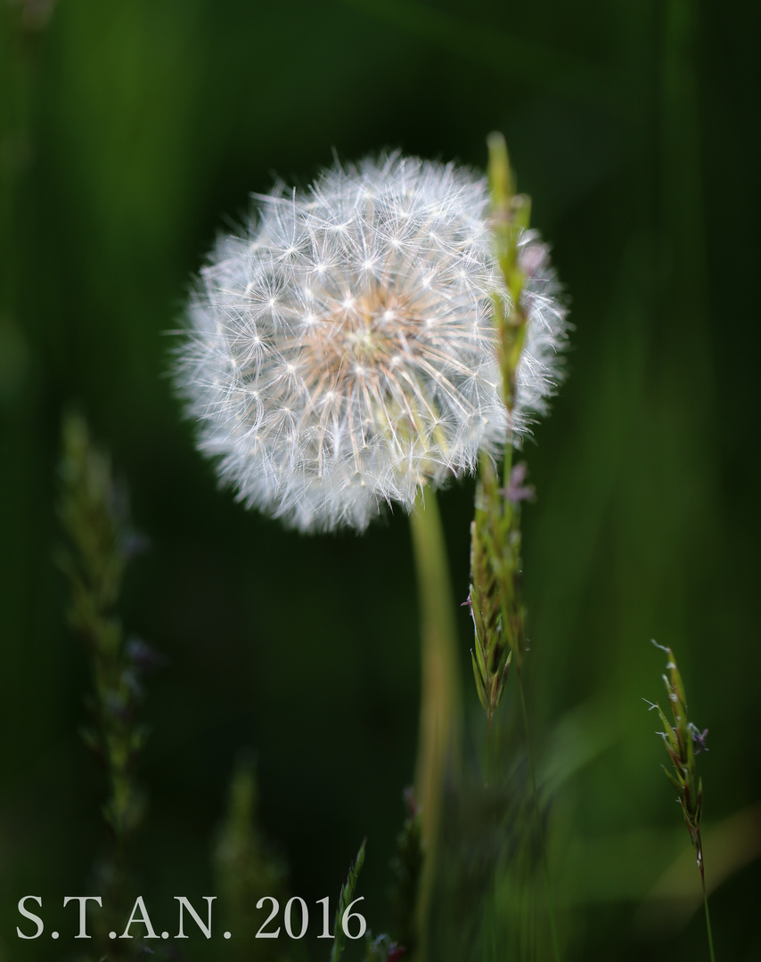 Die Pusteblume :-)