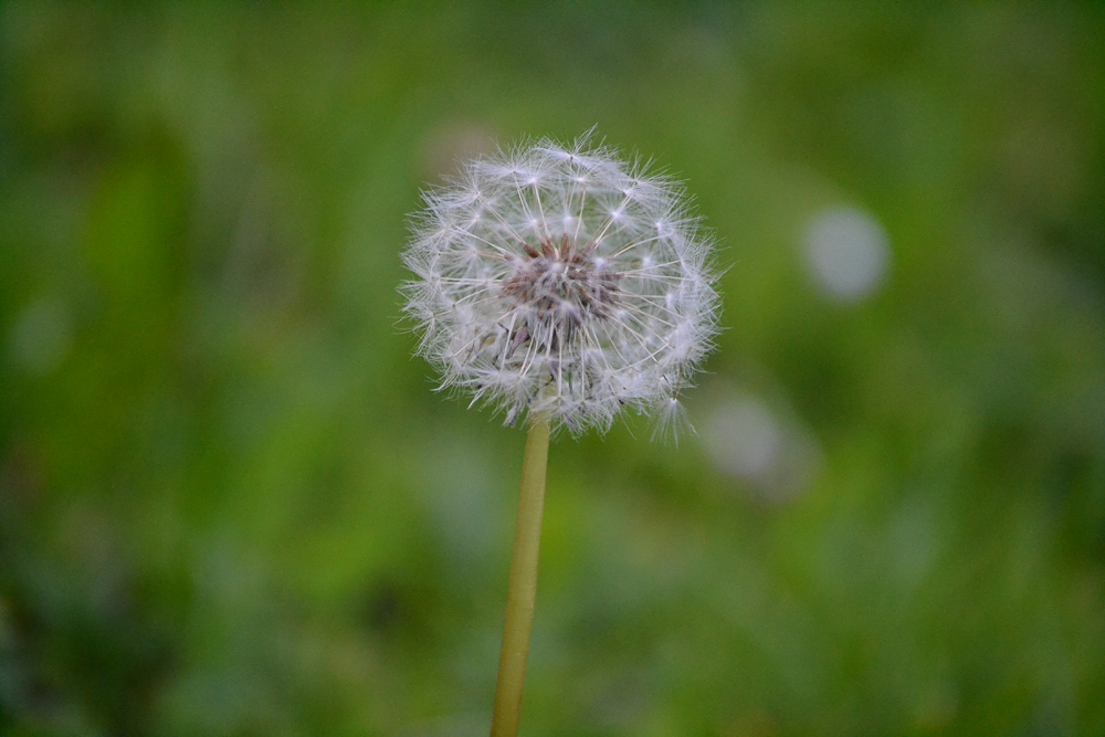 Die Pusteblume