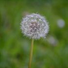 Die Pusteblume