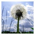 Die Pusteblume