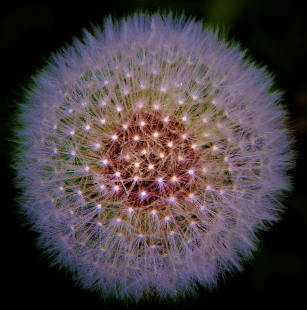 Die Pusteblume