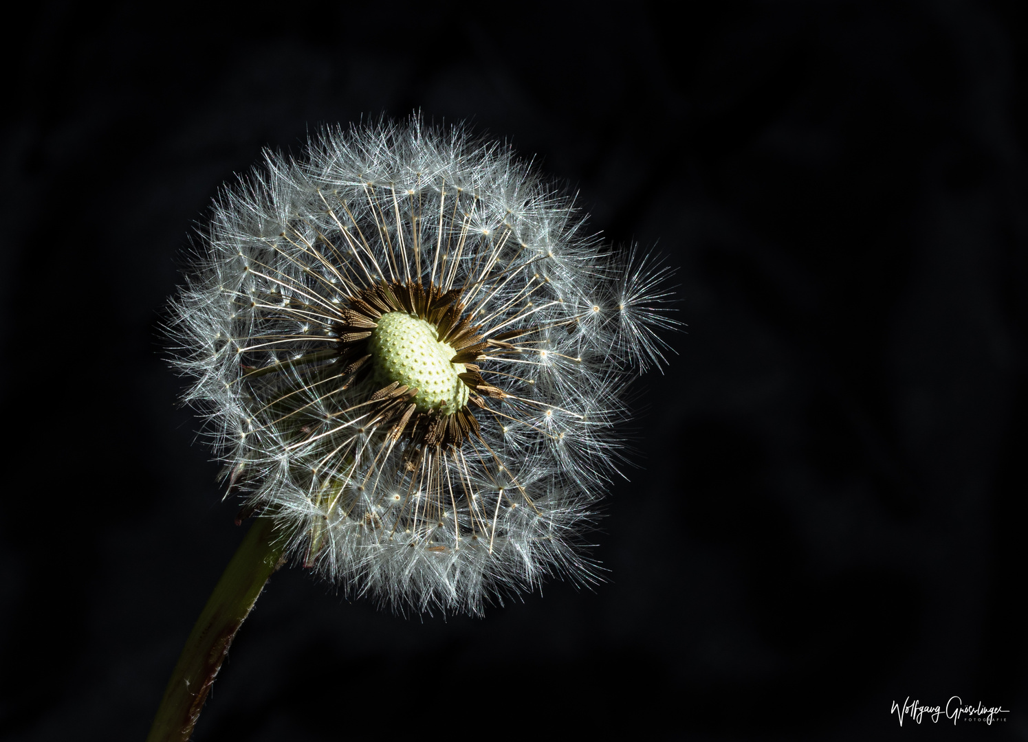 "Die" Pusteblume 