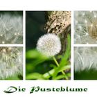 Die Pusteblume