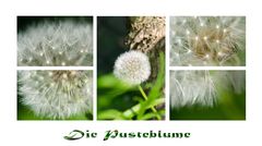 Die Pusteblume