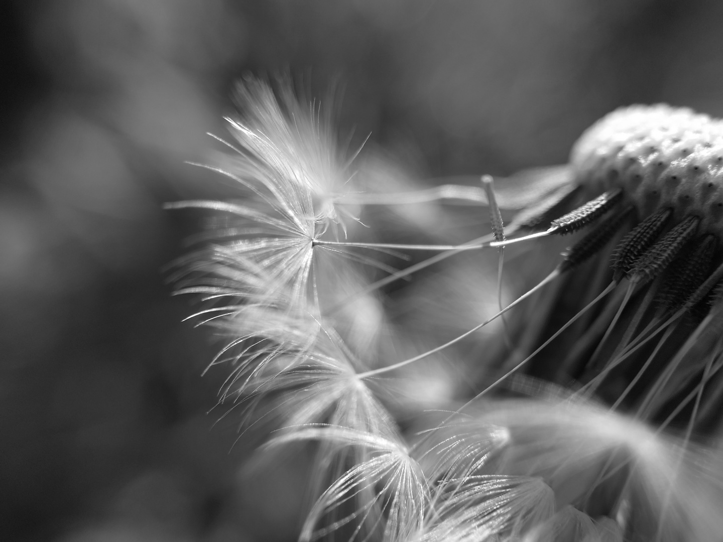 Die Pusteblume