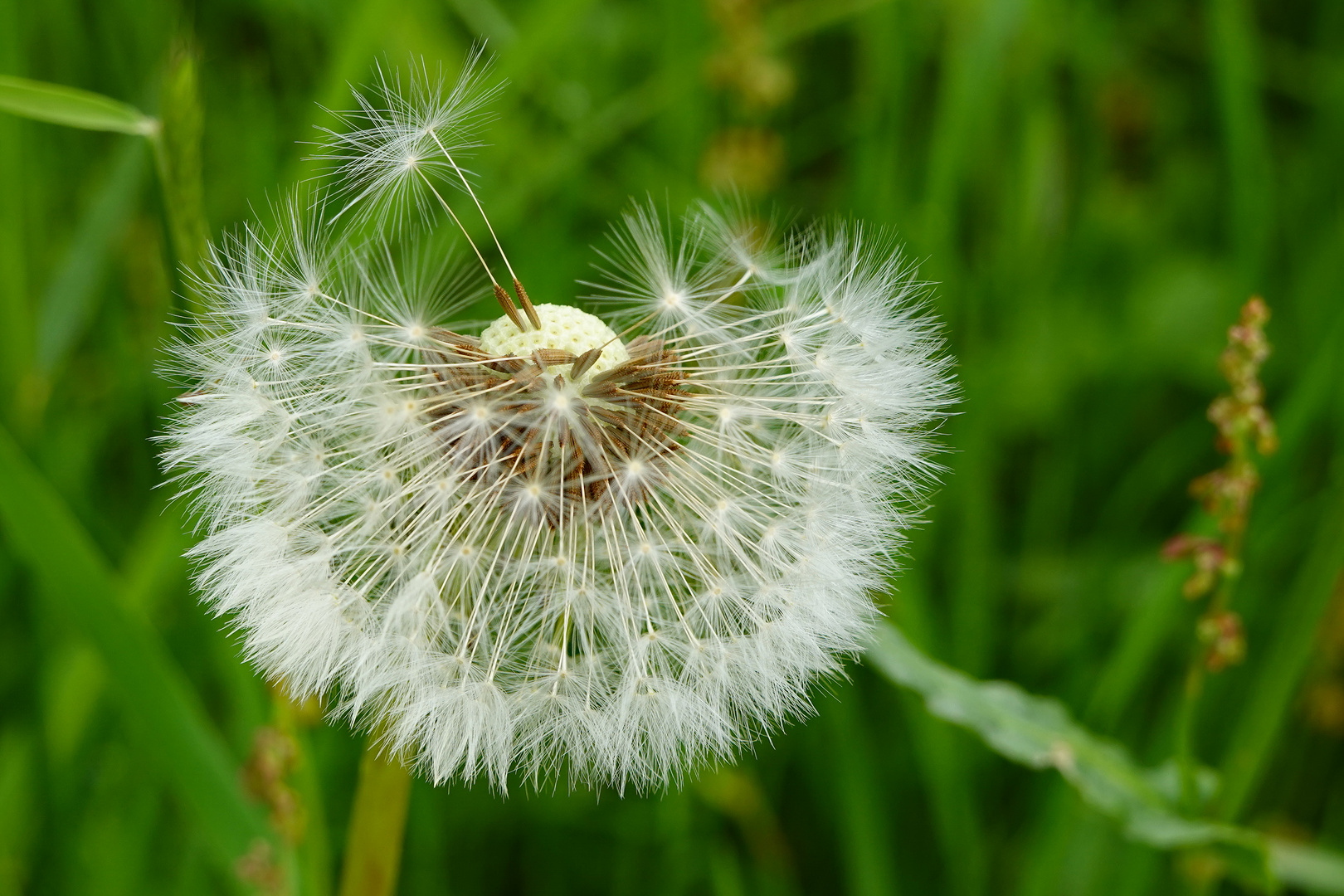 Die Pusteblume