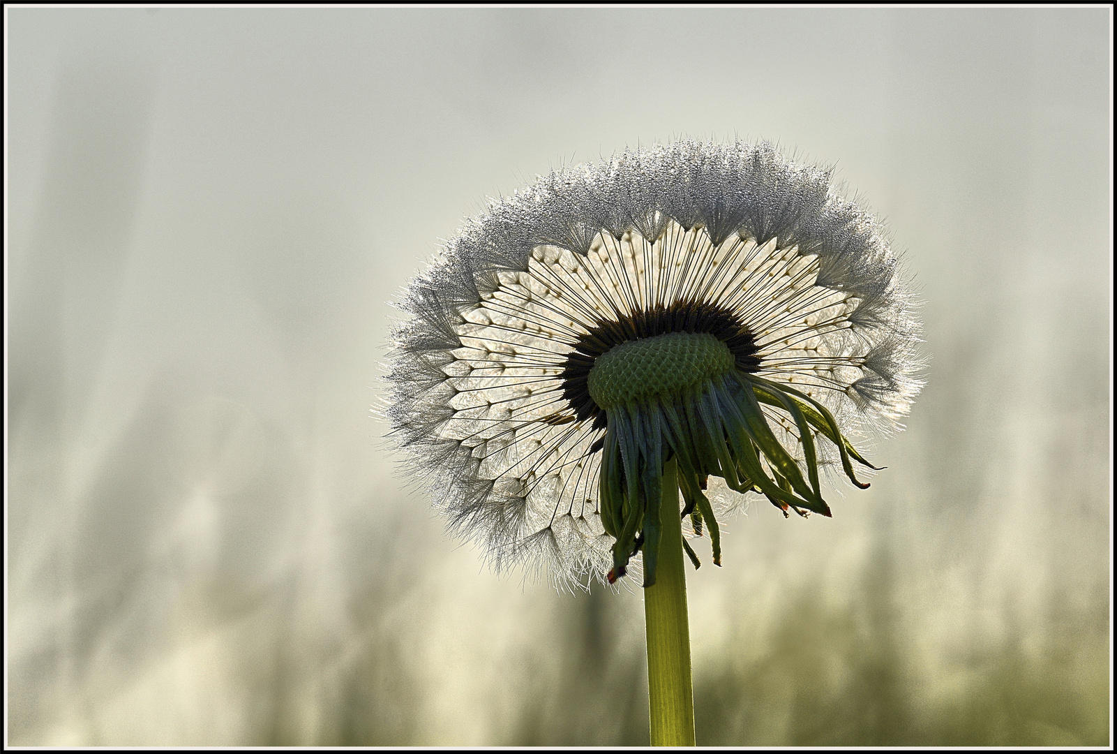 Die Pusteblume