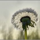 Die Pusteblume