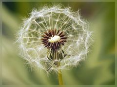 Die Pusteblume als Zauberpflanze ...