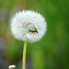 Die Pusteblume befallen vom Käfer