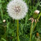 die Pusteblume ...