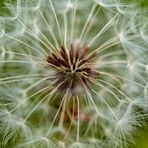 Die Pusteblume