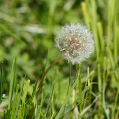 Die Pusteblume