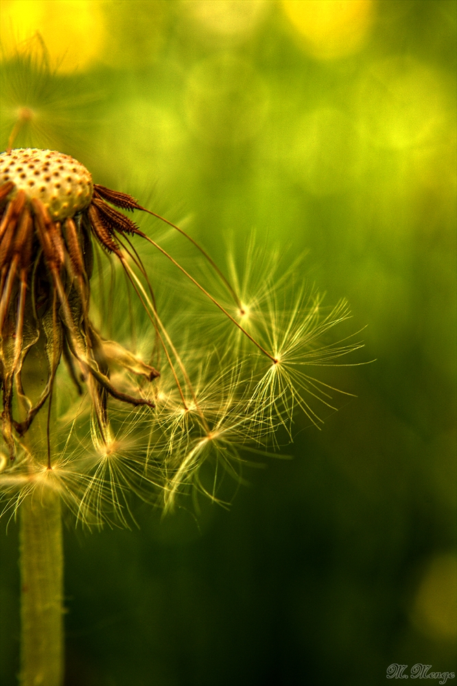 Die Pusteblume