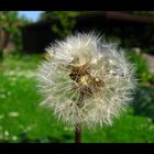 """""" Die Pusteblume """"""""