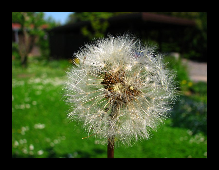 """""" Die Pusteblume """"""""