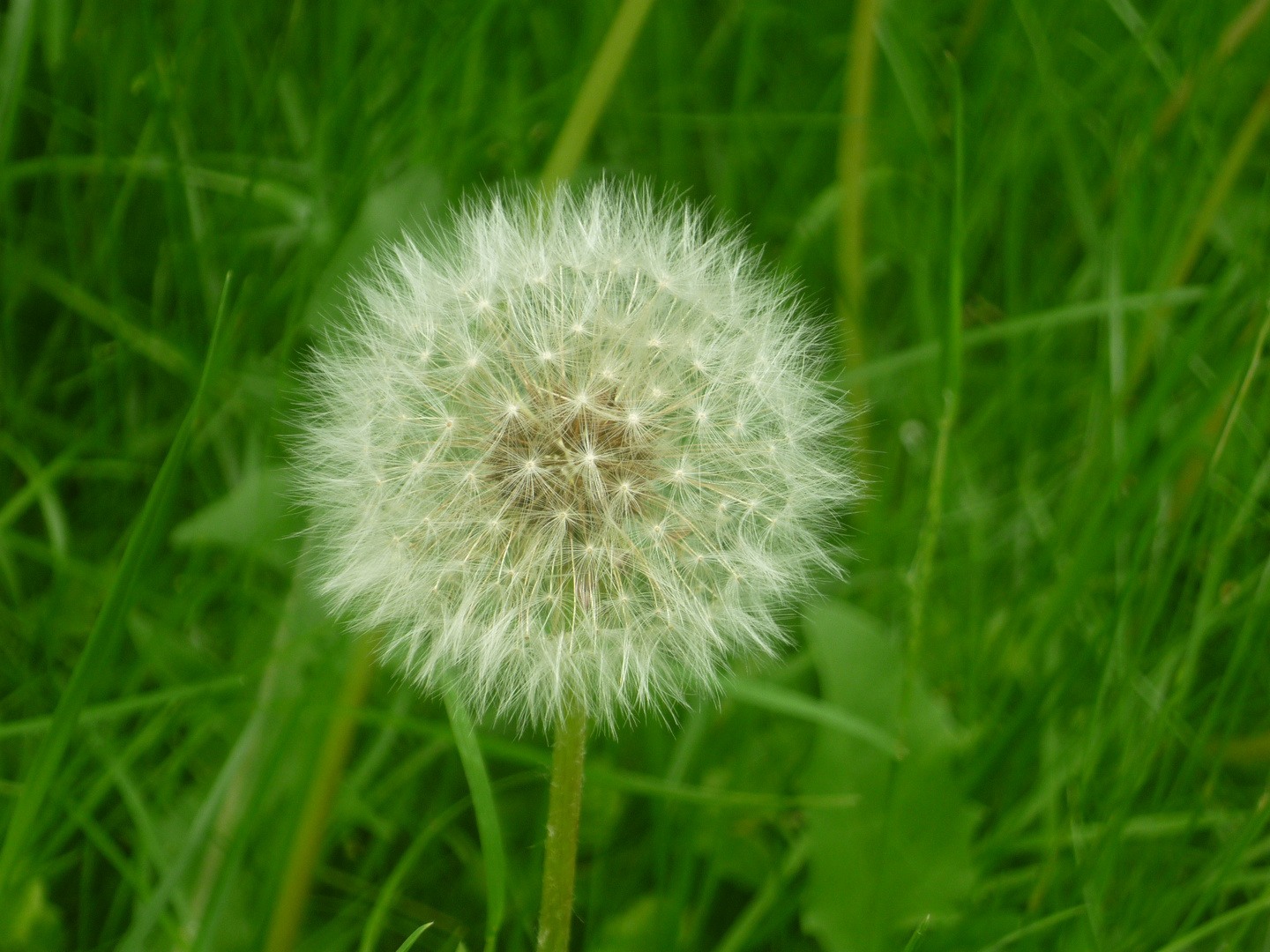 Die Pusteblume