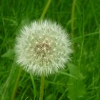 Die Pusteblume