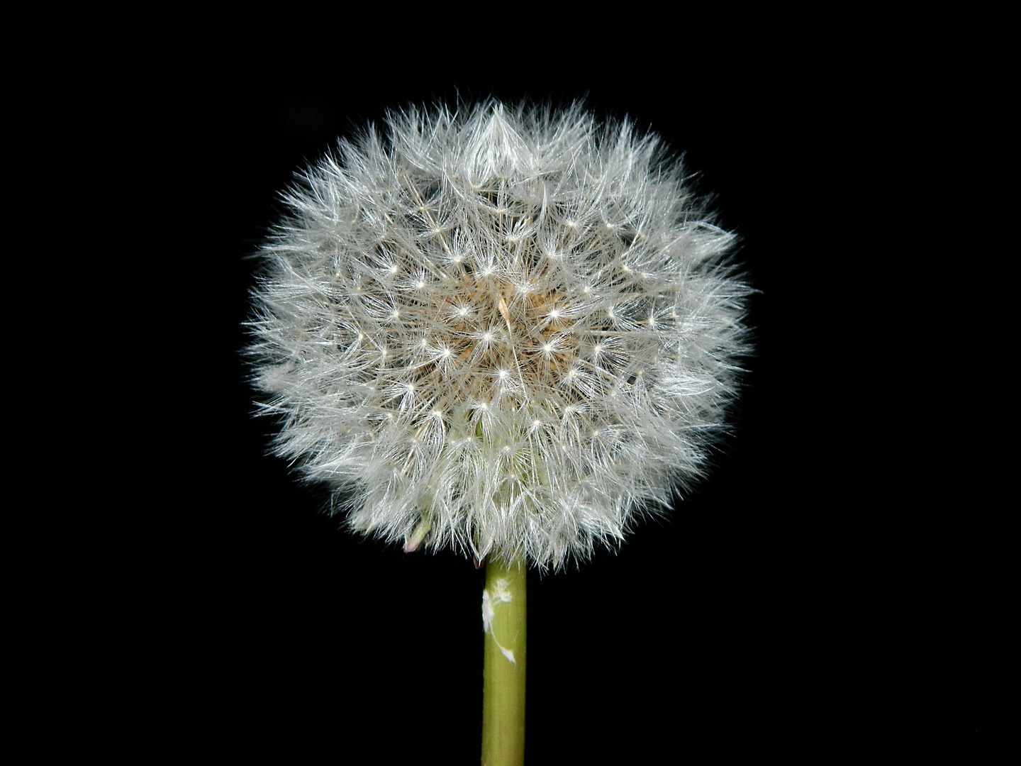 Die Pusteblume