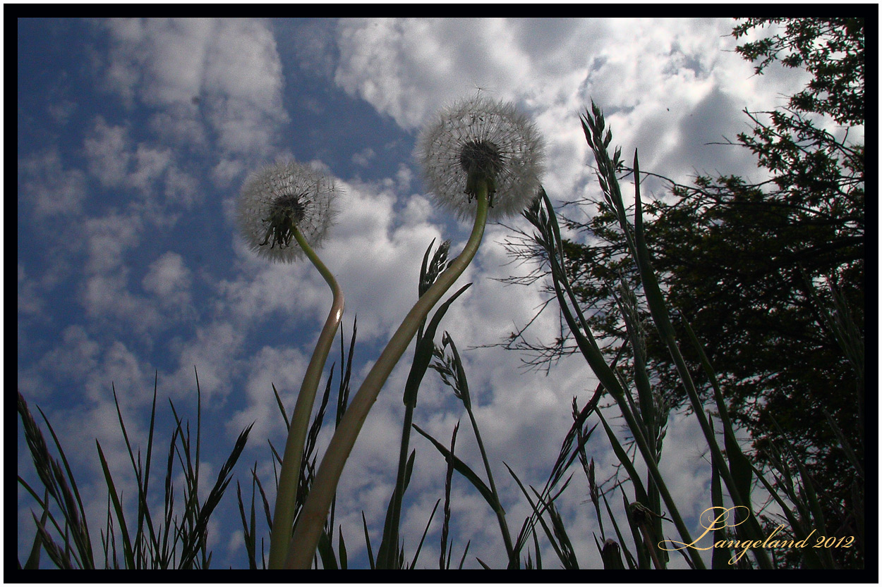 Die Pusteblume. Dänemark.