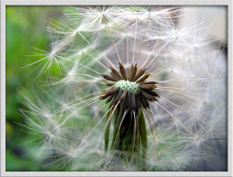 Die Pusteblume