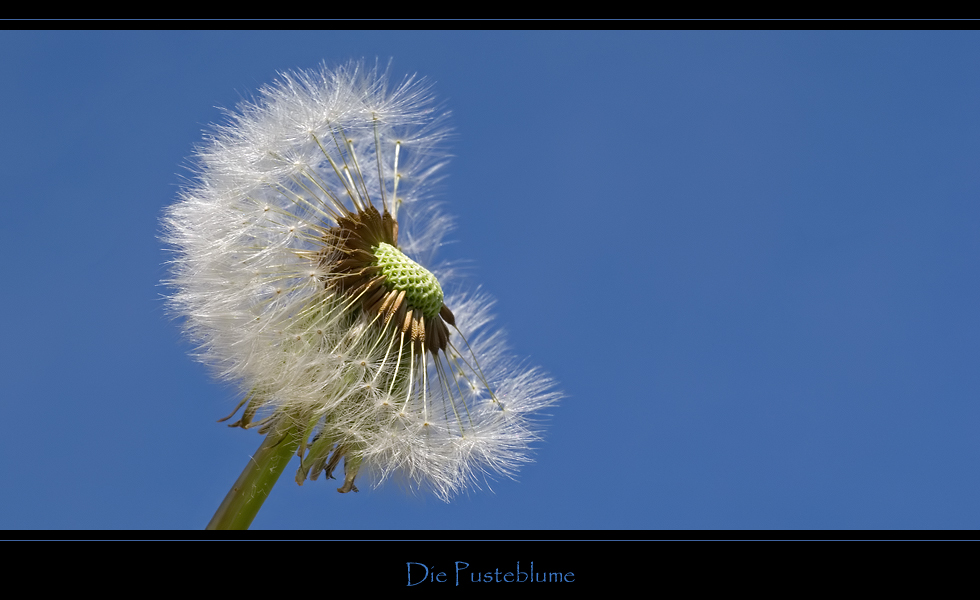 Die Pusteblume