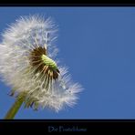 Die Pusteblume