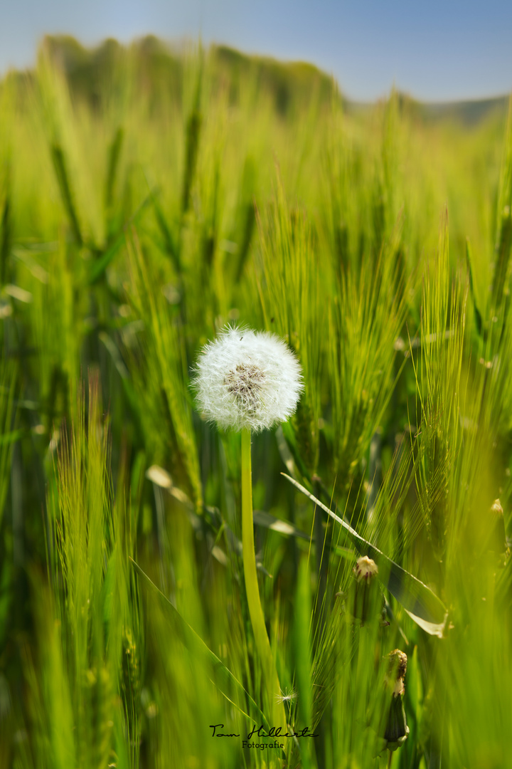 Die Pusteblume