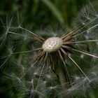 Die Pusteblume