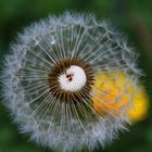 Die Pusteblume