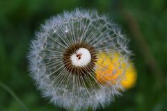 Die Pusteblume