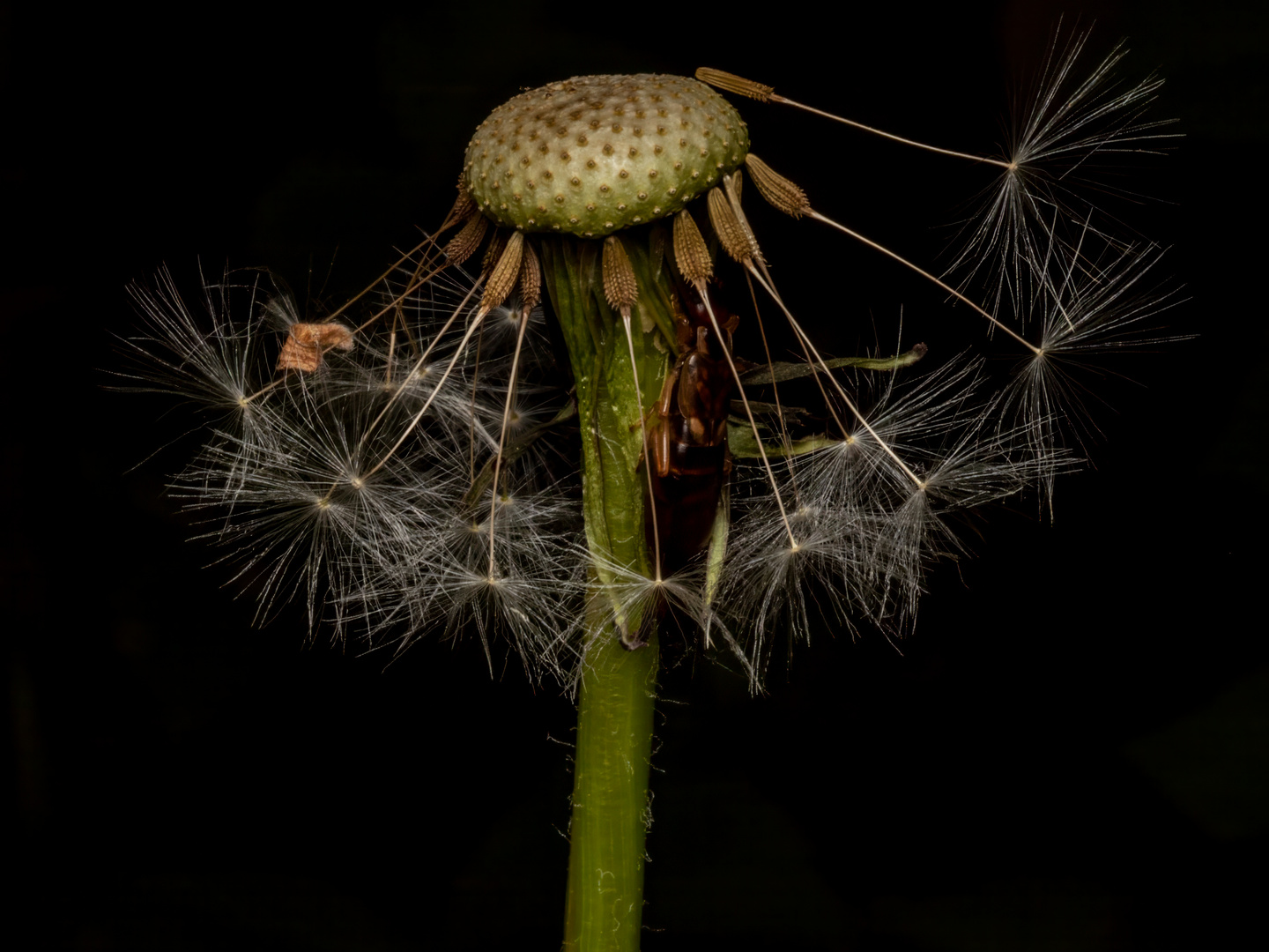 Die Pusteblume hat Besuch 