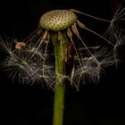 Die Pusteblume hat Besuch 