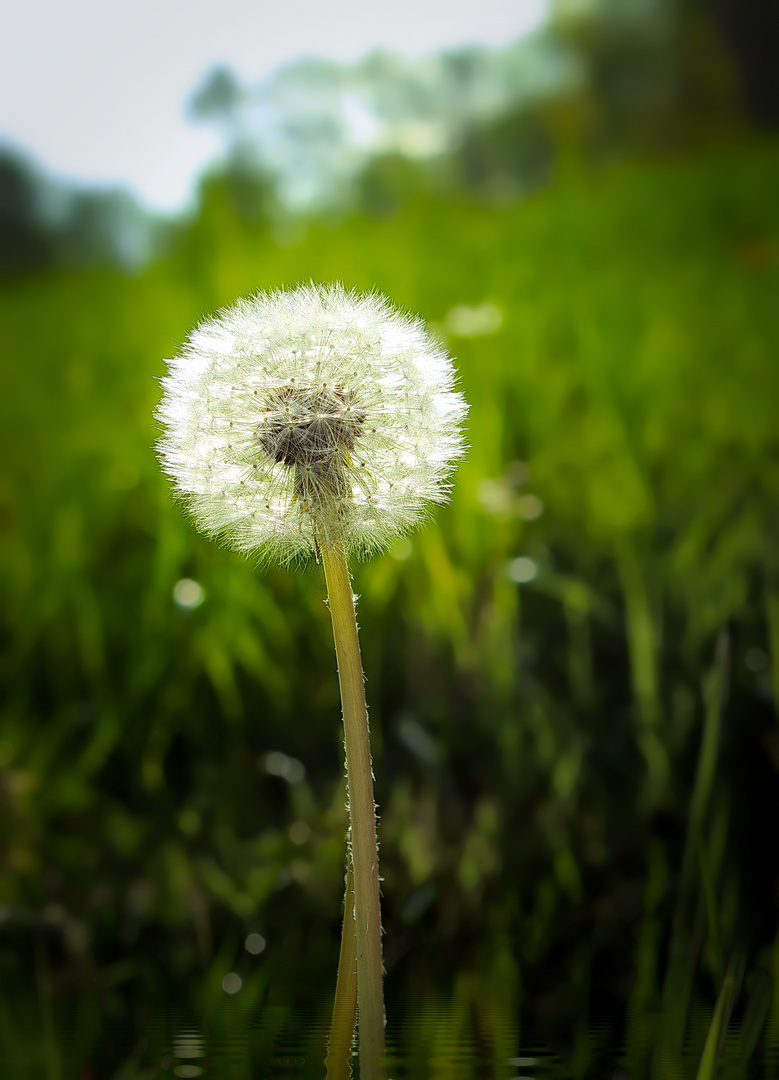 Die Pusteblume im Feld