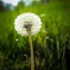 Die Pusteblume im Feld