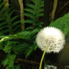 Die Pusteblume im Licht